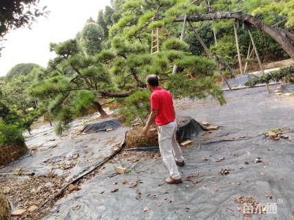 高度300厘米黑松