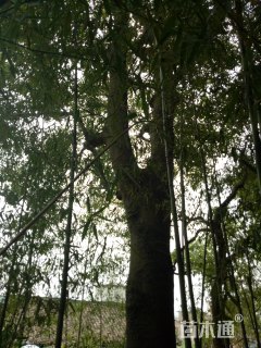 95公分朴树