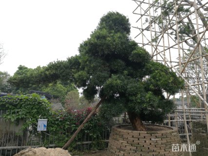 300厘米造型日本罗汉松