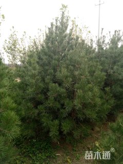 高度500厘米白皮松