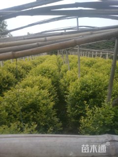 冠幅1200厘米金叶女贞球