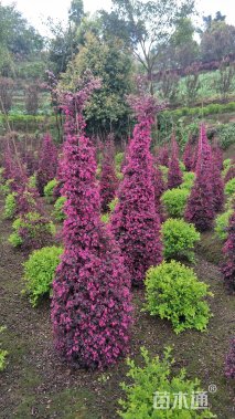 冠幅1000厘米红花继木球