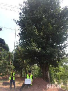 50公分椤木石楠