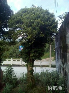 冠幅350厘米小叶黄杨球