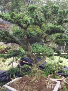 高度160厘米小叶黄杨