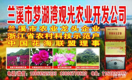 15公分乐东拟单性木兰