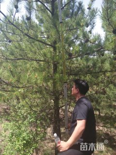 高度500厘米油松