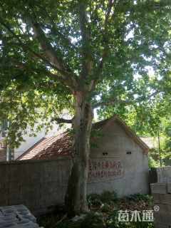 60公分速生法桐