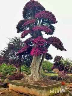 50公分造型红花继木桩