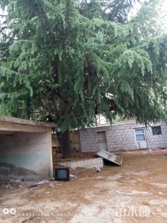 高度1500厘米雪松