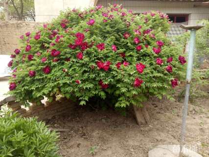 高度300厘米牡丹