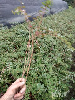 高度2000厘米金丝梅