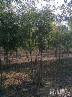 高度800厘米丛生五角枫