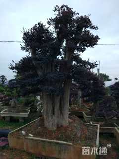 200公分造型红花继木桩