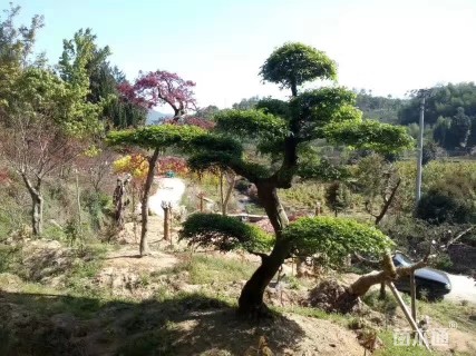 20公分造型榆树