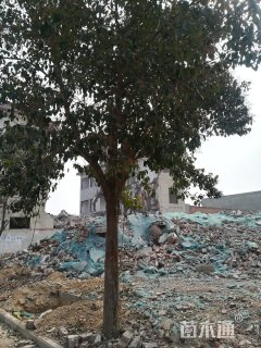 15公分大叶女贞