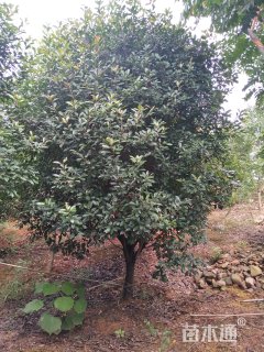 15公分红叶石楠