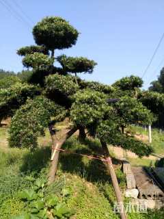 12公分造型罗汉松