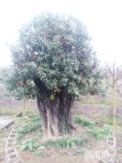 高度300厘米金弹子