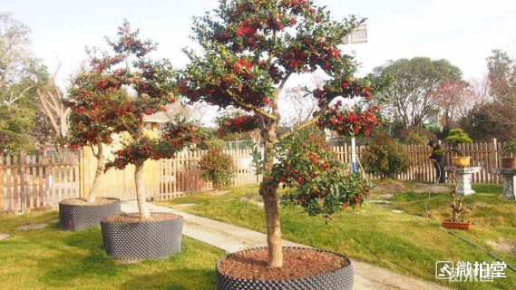 15公分无刺枸骨