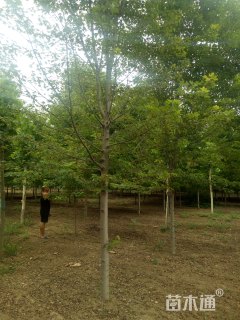 10公分美国红枫