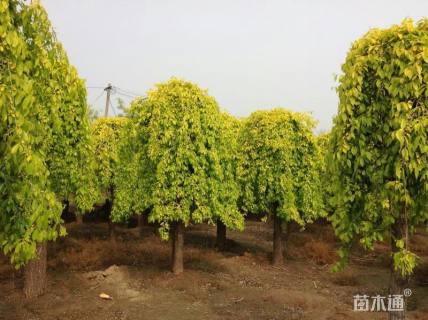 18公分金叶垂榆