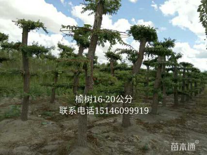 20公分造型榆树