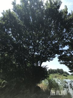 100公分丛生榉树