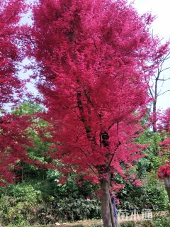高度300厘米三季红红枫
