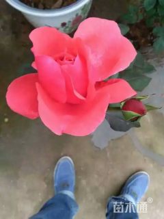 高度20厘米紫月季花