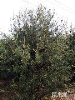 高度450厘米白皮松