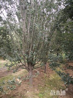 12公分西府海棠