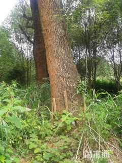 80公分香樟