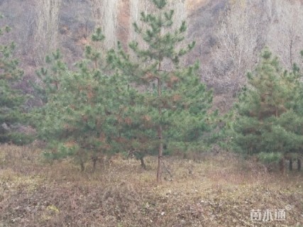 高度500厘米油松