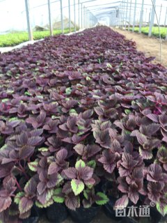 高度18厘米彩叶草