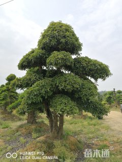 45公分造型椤木石楠