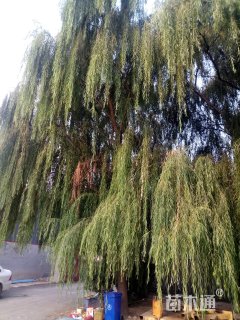 35公分柳树