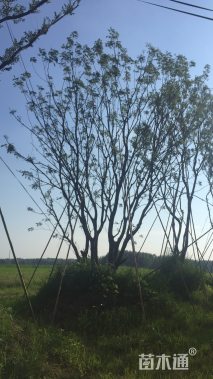 107公分丛生黄连木