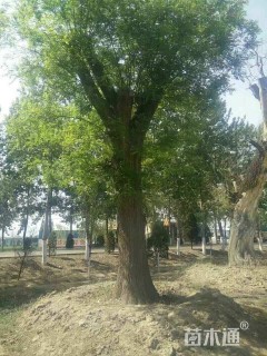 70公分国槐