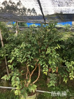 高度2000厘米嘉宝果