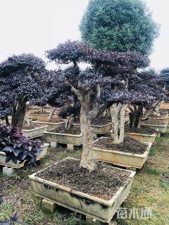 高度180厘米红花继木