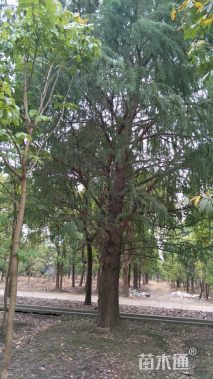 60公分北美落羽杉