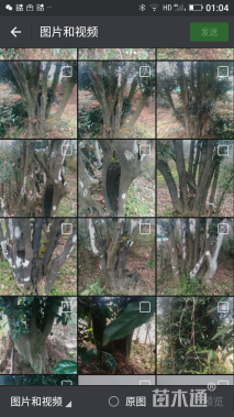 高度1厘米金弹子