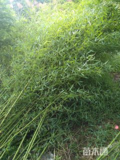 地栽苗青皮竹