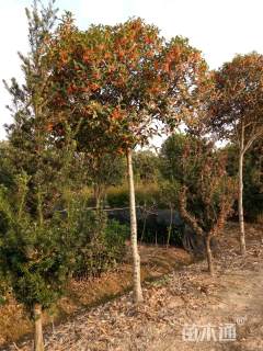 10公分状元红桂花