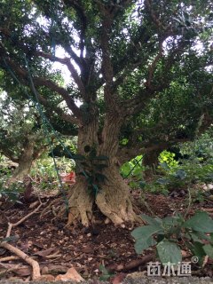 高度100厘米雀舌黄杨