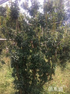 高度2000厘米映山红