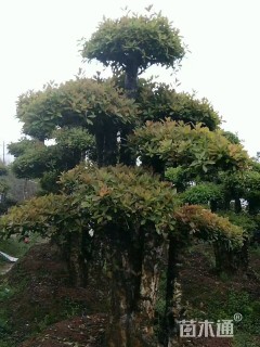 38公分造型椤木石楠