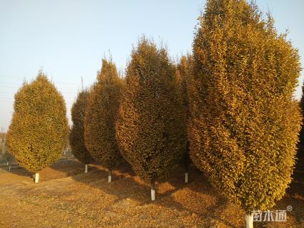 12公分欧洲鹅耳枥