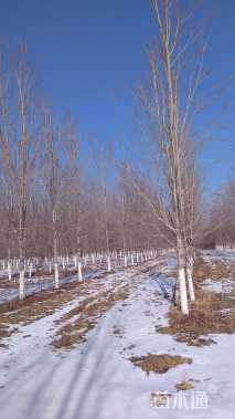 20公分美国红枫